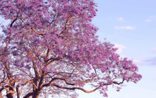 Jacaranda in bloom